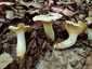 Halvány rókagomba (Cantharellus pallens), Retyezát